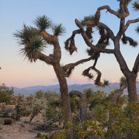 Desert Seeds - Joshua Tree