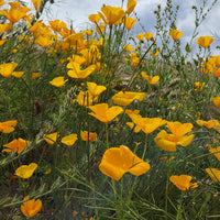 Desert Seeds - California Poppy