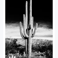 Saguaro Cactus Poster