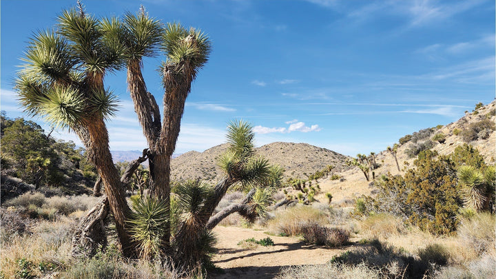 City Guide: The Hi-Desert