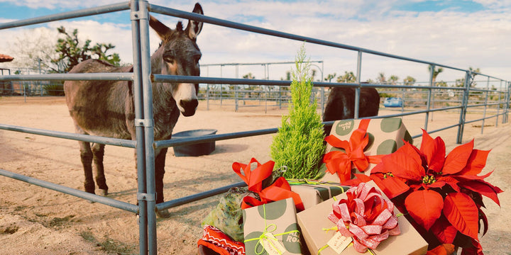 Donkey behind a fence with potted plants and gift boxes on a dirt ground.