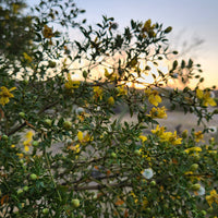 Yellow flowers on a tree with a blurred sunset background