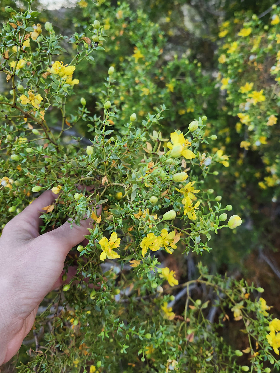 Hand holding a branch of yellow flowers with green leaves