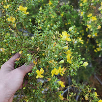 Hand holding a branch of yellow flowers with green leaves