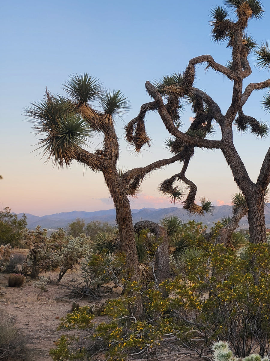 Desert Seeds - Joshua Tree