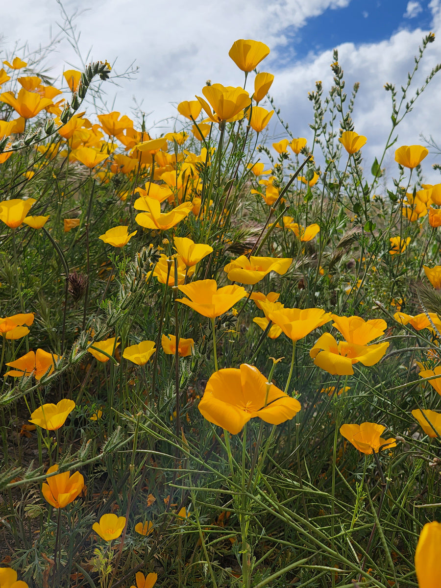 Desert Seeds - California Poppy