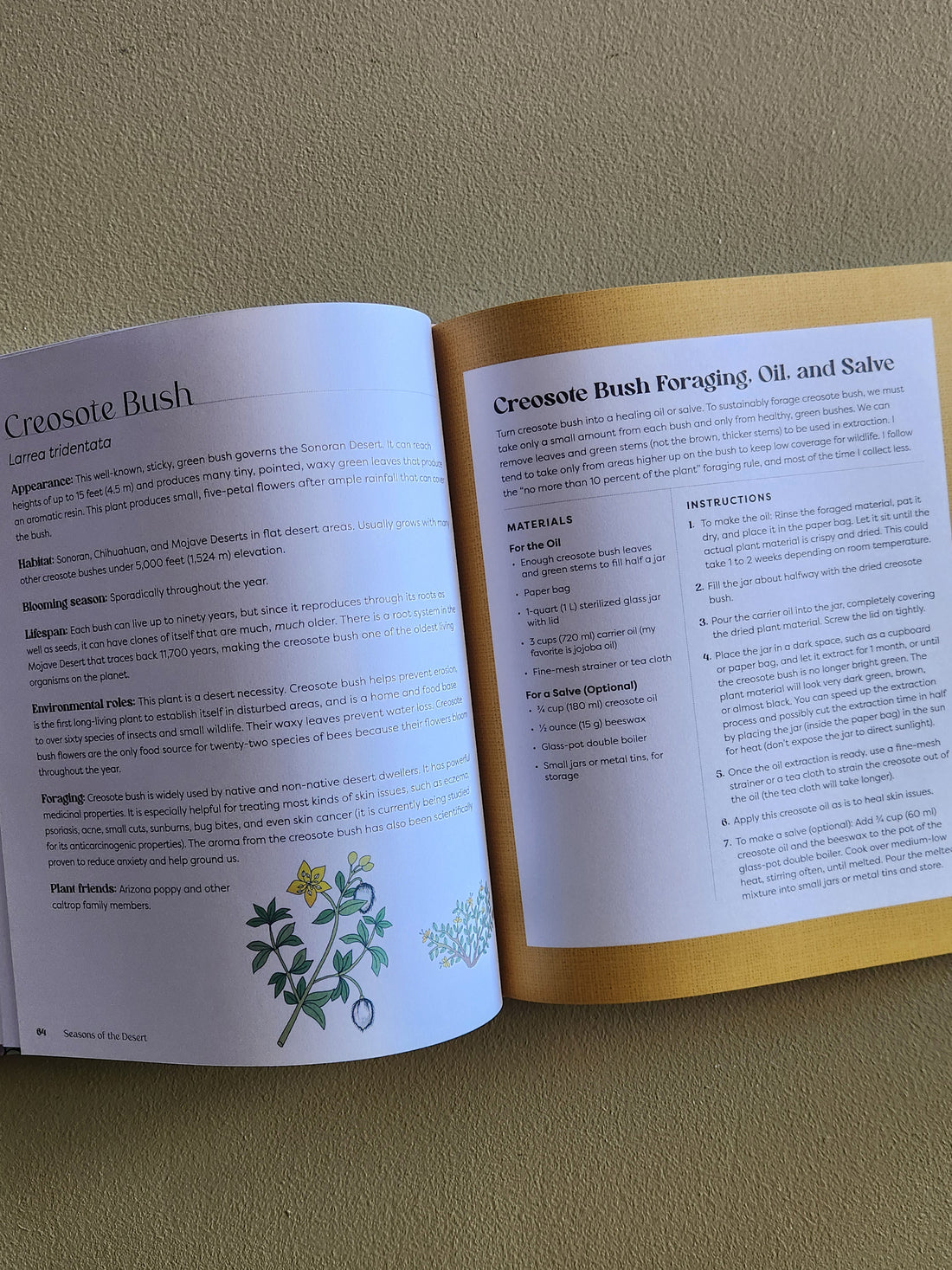 Open book on a green background with text and illustrations.