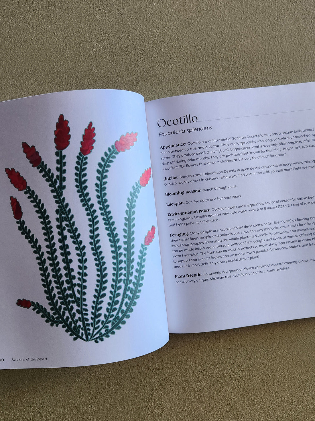 Open book with a botanical illustration of a plant on one page and text on the other, against a plain background.