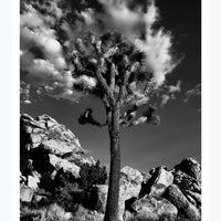 Joshua Tree National Park Poster