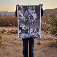 Joshua Tree National Park Poster